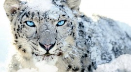 4K Snow Leopard Wallpaper 1080p