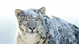 4K Snow Leopard Wallpaper