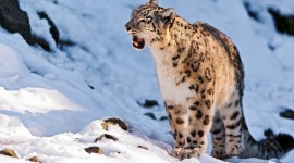 4K Snow Leopard Wallpaper For Desktop