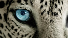 4K Snow Leopard Wallpaper For Mobile