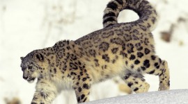 4K Snow Leopard Wallpaper Gallery