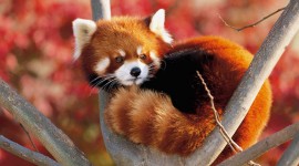 A Small Red Panda Photo Free