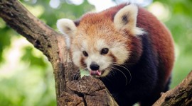 A Small Red Panda Photo#1