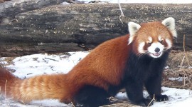A Small Red Panda Photo#3