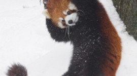 A Small Red Panda Wallpaper For Mobile#1