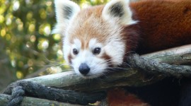 A Small Red Panda Wallpaper Gallery