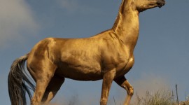 Akhal-Teke Horse Photo Download