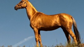 Akhal-Teke Horse Wallpaper Full HD
