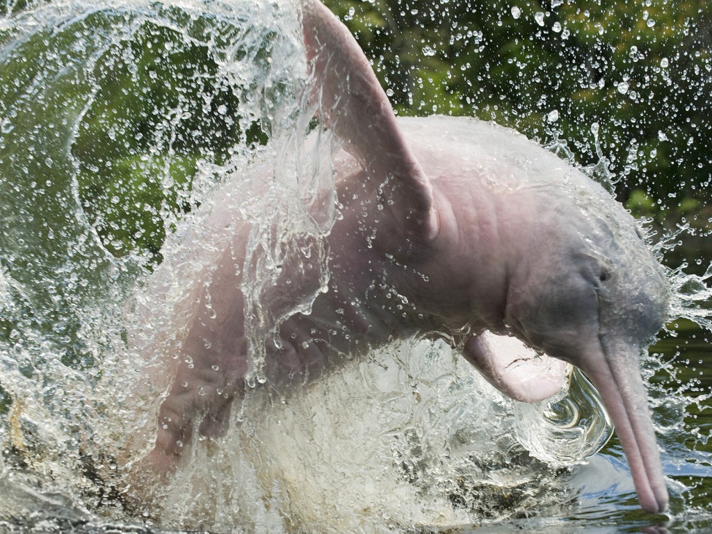 Amazonian Dolphins wallpapers HD