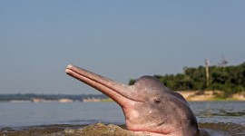 Amazonian Dolphins Desktop Wallpaper For PC