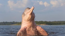 Amazonian Dolphins Desktop Wallpaper HD