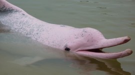 Amazonian Dolphins Photo