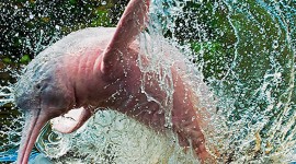Amazonian Dolphins Photo DownloadAmazonian Dolphins Photo Download