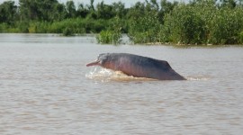 Amazonian Dolphins Photo#1