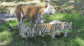 Amur Tiger Photo Download