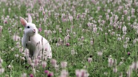 Animals And Flowers Desktop Wallpaper For PC