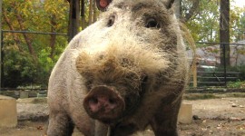 Bearded Pig Wallpaper For IPhone