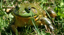 Bullfrog Photo