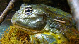 Bullfrog Photo Free