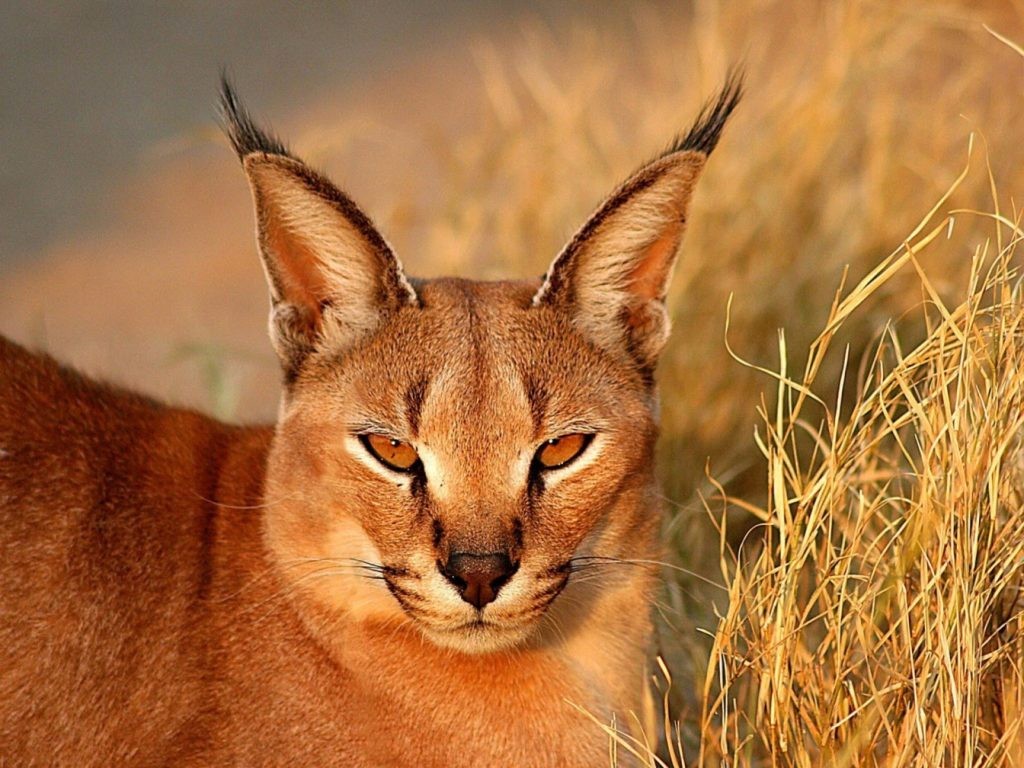 Caracal wallpapers HD