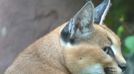 Caracal Photo Download