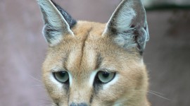 Caracal Wallpaper For IPhone