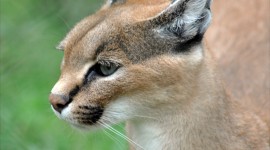 Caracal Wallpaper For IPhone Free