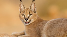 Caracal Wallpaper For PC