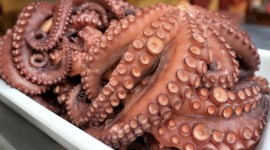 Cooked Octopus Photo Free