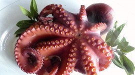 Cooked Octopus Photo#2