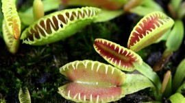 Dionaea Muscipula Photo Download