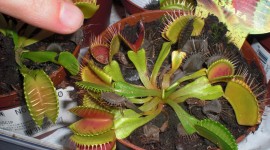 Dionaea Muscipula Photo Free