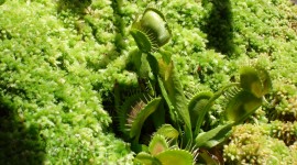Dionaea Muscipula Photo#2
