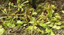 Dionaea Muscipula Photo#3