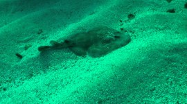 Electric Ray Best Wallpaper