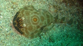 Electric Ray Photo