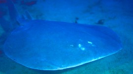 Electric Ray Photo Download