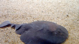 Electric Ray Photo#1