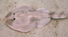 Electric Ray Wallpaper For PC