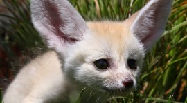 Fennec Wallpaper For PC