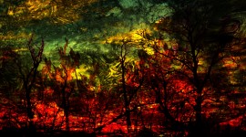 Fire Woods Image