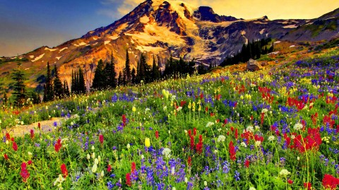 Flowers In The Mountains wallpapers high quality