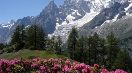 Flowers In The Mountains Photo