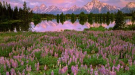 Flowers In The Mountains Photo Download