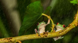 Frog With Umbrella Best Wallpaper