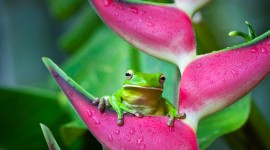 Frogs And Flowers Desktop Wallpaper