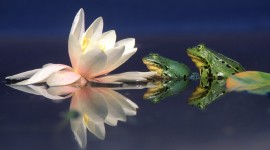 Frogs And Flowers Wallpaper Download