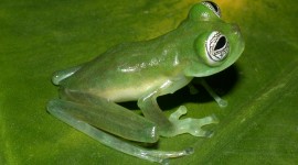 Glass Frogs Desktop Wallpaper HD