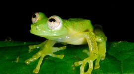 Glass Frogs Photo
