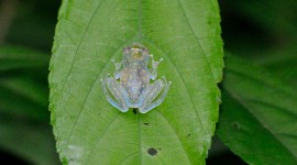 Glass Frogs Photo Download
